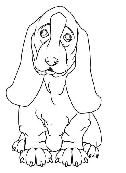 Lindo Basset Hound — Foto de Stock