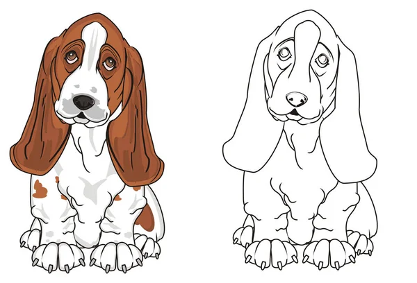 Şirin Basset Hound — Stok fotoğraf