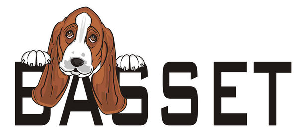 Симпатичный Бассет Хунд
