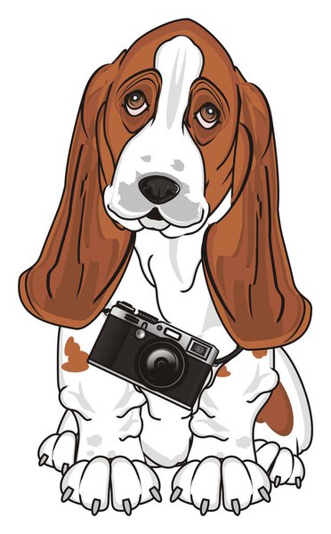 cute basset hound