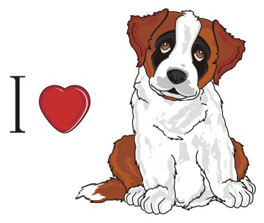 st. bernard, köpek yavrusu