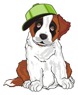 st. bernard, köpek yavrusu