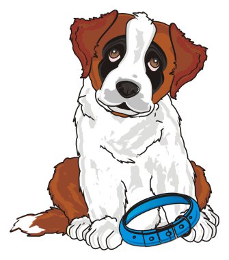 st. bernard, köpek yavrusu