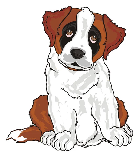 Puppy of st. bernard — Stock Photo, Image