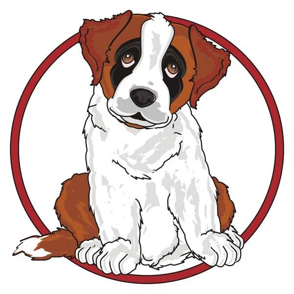 Puppy of st. bernard — Stock Photo, Image