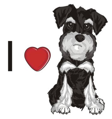  gri schnauzer seviyorum