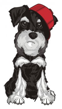  şapkalı gri schnauzer