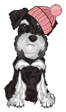  şapkalı gri schnauzer