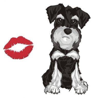  gri schnauzer ve öpücük