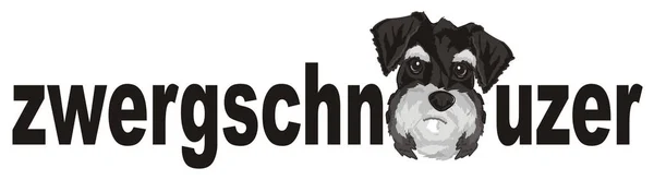 Snuit van grijze schnauzer — Stockfoto