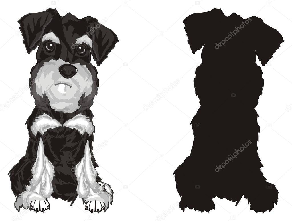gray schnauzer sit with black dog