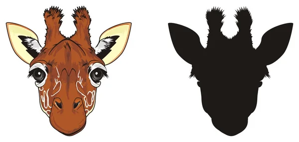 Colored Snout Giraffe Solid Black Snout Giraffe — Stock Photo, Image