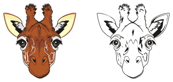 Colored Snout Giraffe Coloring Snout Giraffe — Stock Photo, Image