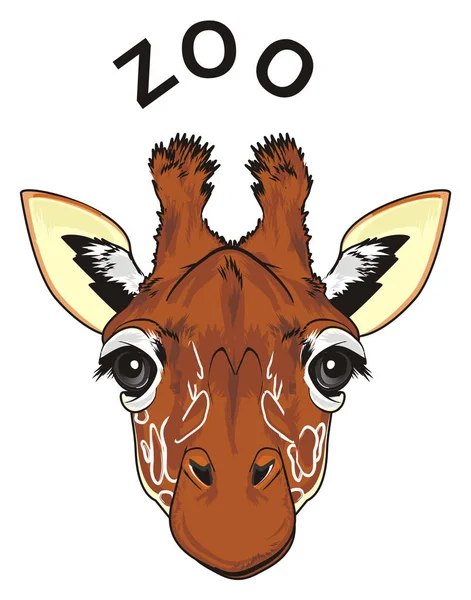 Focinho Girafa Com Palavra Zoológico — Fotografia de Stock