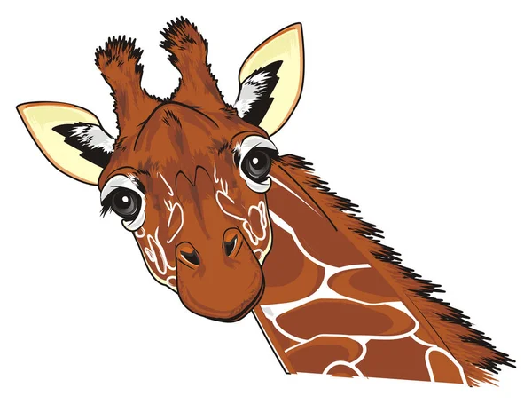 Nosen Giraffen Vit Bakgrund — Stockfoto