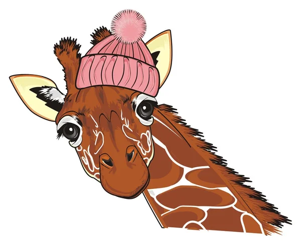 muzzle of giraffe in pink hat