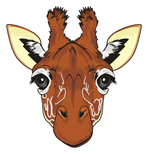 Snuit Van Giraffe Een Witte Achtergrond — Stockfoto