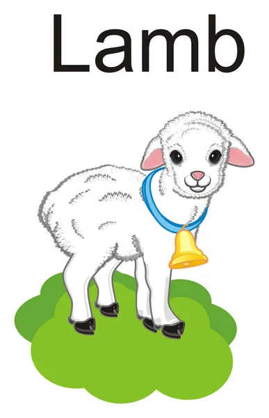 Little Lamb Stand Grass Word Lamb — Stock Photo, Image