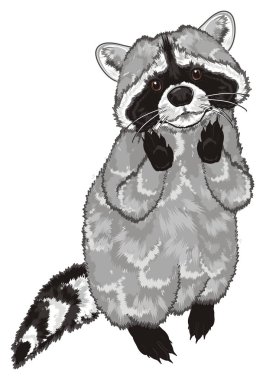 şirin Rakun stand ve izle