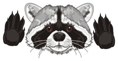 pençeleri ile şirin Rakun burun