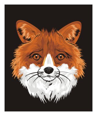 burun Fox siyah arka plan üzerine