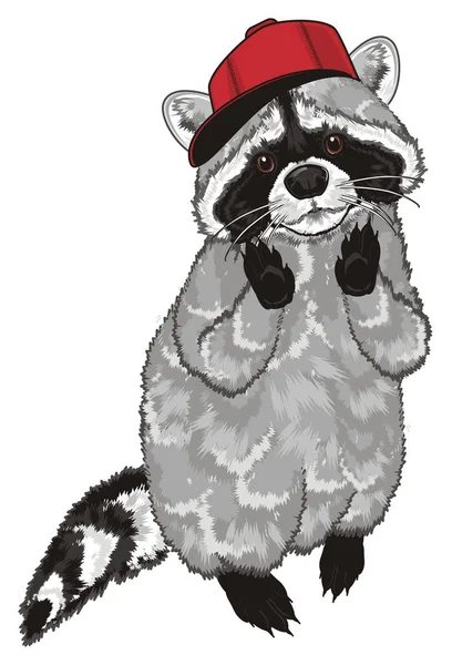 Cute Raccoon Red Cap Stand — Stock Photo, Image
