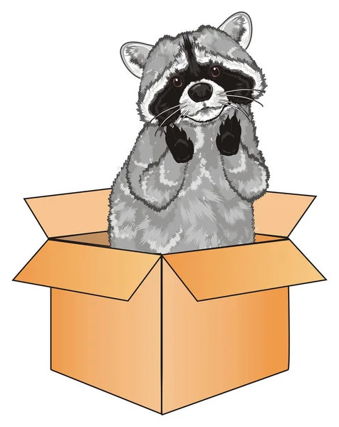 紙箱からをかわいいアライグマのピーク — ストック写真