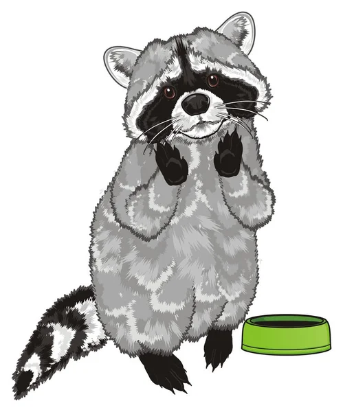 Cute Raccoon Stand Ask Feed Him — Stock Photo, Image