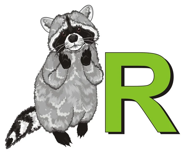 Carino Raccoon Stand Con Grande Lettera — Foto Stock