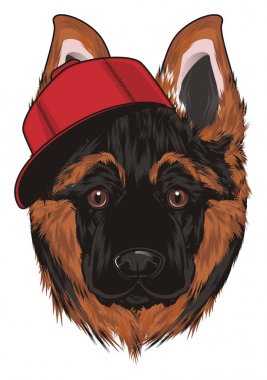 burun Shepherd kırmızı şapkalı