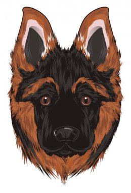 burun Shepherd beyaz bir arka plan üzerinde