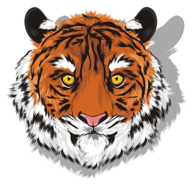 burun gölgesi ile Tiger