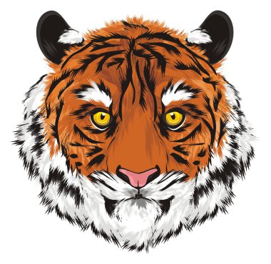 burun Tiger beyaz bir arka plan üzerinde