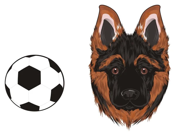Snout Shepherd Soccer Ball — Stock Photo, Image