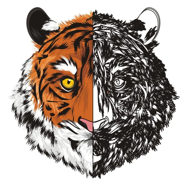 Färgade Och Färg Nos Tiger — Stockfoto