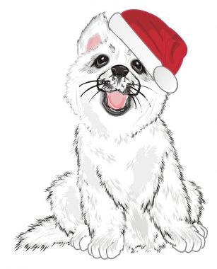 Kırmızı şapkalı beyaz husky yavrusu 