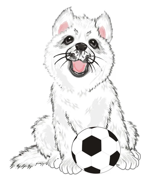 小狗的白色哈士奇与足球 — 图库照片
