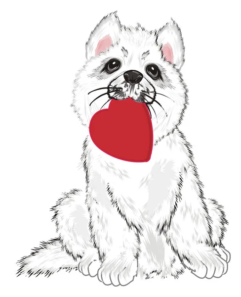 Cachorro Husky Branco Segurar Coração Vermelho — Fotografia de Stock
