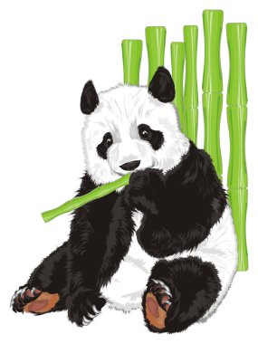 sevimli panda seviyorum ve bambu yemek