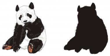 renkli ve düz siyah panda 