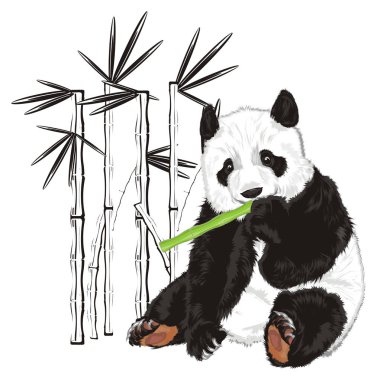 sevimli panda bir bambu yanındaki bambu gölgeler Birçok tutun.