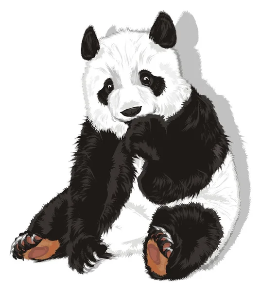 Cute Panda Her Gray Shadow — Stock Photo, Image