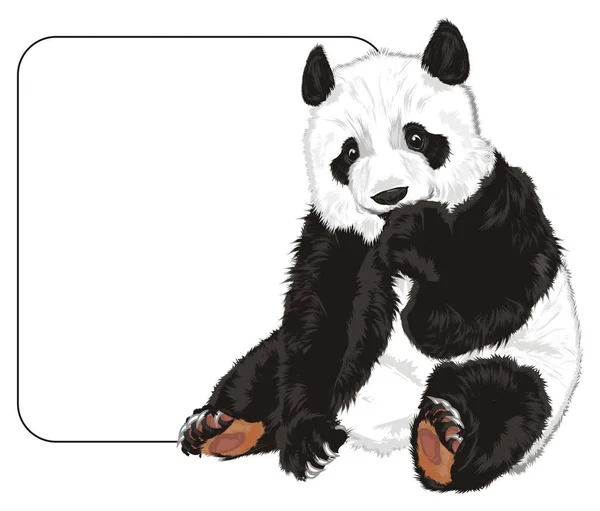 Mignon Panda Grand Papier Blanc Propre — Photo
