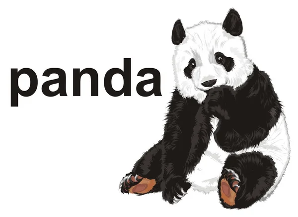 Carino Panda Suo Nome — Foto Stock