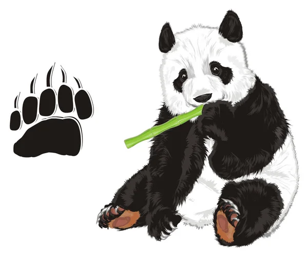 Mabmoo Nagy Fekete Lábnyom Aranyos Panda — Stock Fotó