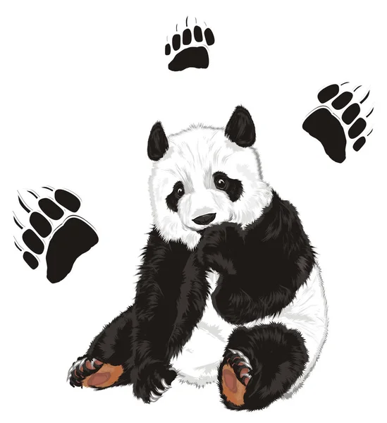 Aranyos Panda Sok Fekete Lábnyomok — Stock Fotó