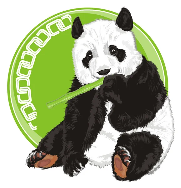 Lindo Panda Con Bambú Peek Verde Patten — Foto de Stock