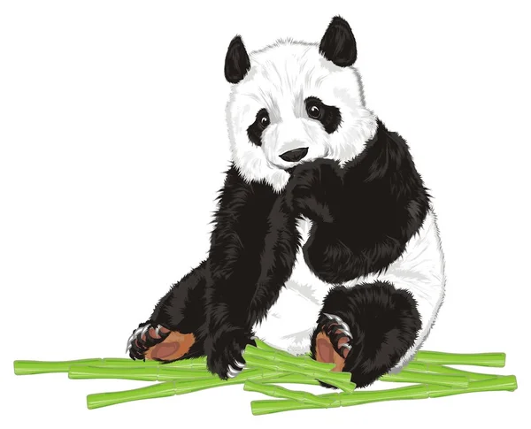 Mignon Panda Assis Dessus Bambou Vert — Photo