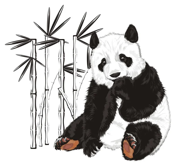 Mignon Panda Bambou Noir Blanc — Photo