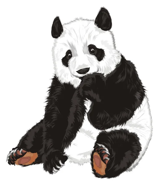 Cute Panda Sit Watch — Stock Photo, Image